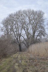 Wet wetland forest in Petrovaradin, Novi Sad, Serbia.