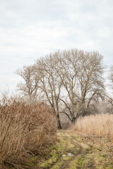 Wet wetland forest in Petrovaradin, Novi Sad, Serbia.