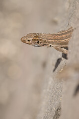 La Palma lizard Gallotia galloti palmae peeking out from its den. Female. Mazo. La Palma. Canary Islands. Spain.