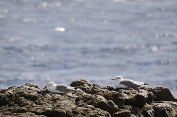 Yellow-legged gulls Larus michahellis atlantis resting in the coast. Mazo. La Palma. Canary Islands. Spain.