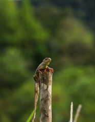 oriental garden lizard on a wooden pole