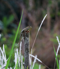oriental garden lizard on wooden pole