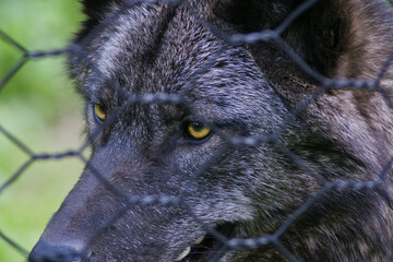 Wolf in einem Wolfsgehege im Saarland