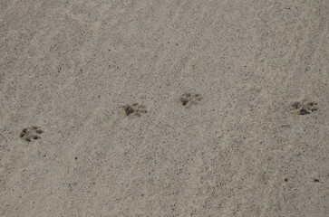 Dog tracks on dry cement. Mazo. La Palma. Canary Islands. Spain.