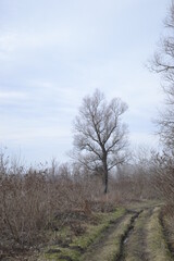 Wet wetland forest in Petrovaradin, Novi Sad, Serbia.