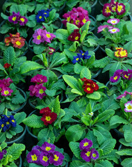 Primrose flowers planted as a ground cover