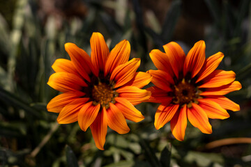 African daisies or gazania orange color flowers