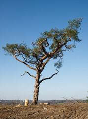 Die Kiefer auf der Bergspitze