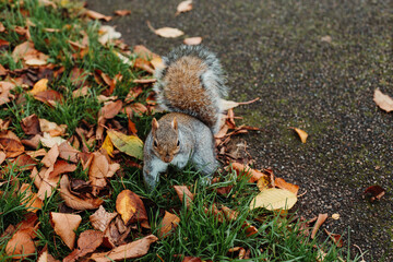 Squirrel in Autumn