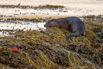 Eurasian Otter (Lutra lutra) on seaweed covered rocks on the Isle of Mull, Scotland