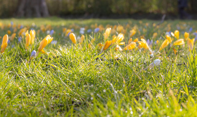 Kolorowe krokusy i świeża trawa z bliska. Wiosenna łąka w parku, kwiatowe tło z bliska.