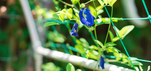 Panoramic view blossom Butterfly pea flower (Clitoria ternatea, Asian pigeonwings) on netting...