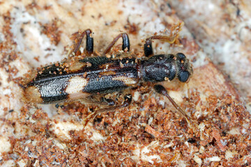 Predatory beetle Opilio mollis. It is a member of the Cleridae family (checkered beetles). 