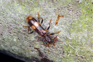 Predatory beetle Opilio mollis. It is a member of the Cleridae family (checkered beetles). 