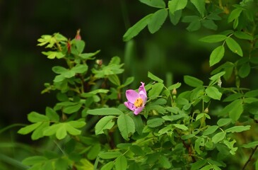 Obraz premium Flowers