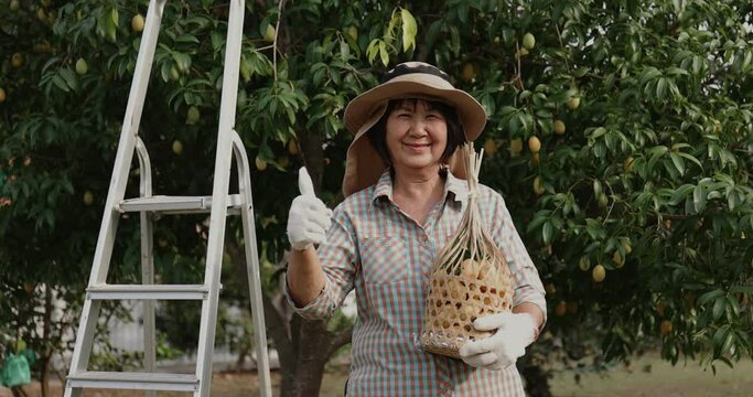 Senior Asian farmer harvesting fresh sweet yellow Marian plums or Gandaria fruit. Maprang or mayong-chit exotic tropical fruits.