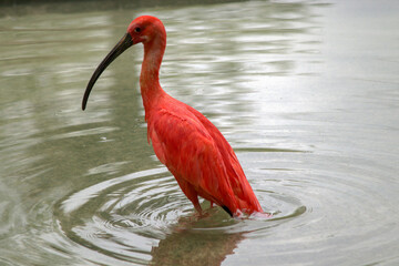 scarlet ibis