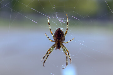spider in its web
