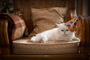 Cute cat wearing a party hat relaxing on an armchair - Powered by Adobe
