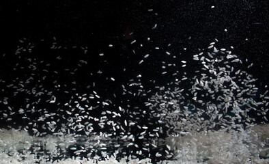 Rice grains fall on a black surface on a black background