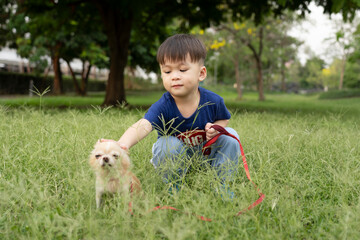 Boy and brown chihuahua on the lawn at the park, cute pet children and dogs. pet best friend