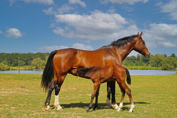 View on brown hanoverian foal sucking milk from mare on meadow, river background - Netherlands - obrazy, fototapety, plakaty