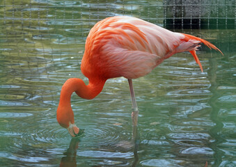 ベニイロフラミンゴ