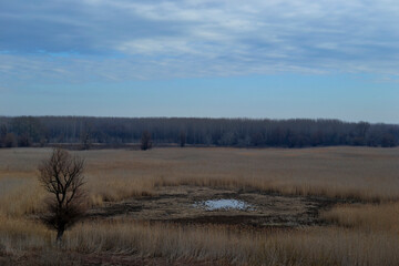Wet wetland forest in Petrovaradin, Novi Sad, Serbia.