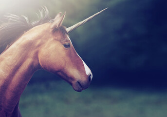 From a fairy tale. Shot of a beautiful unicorn.