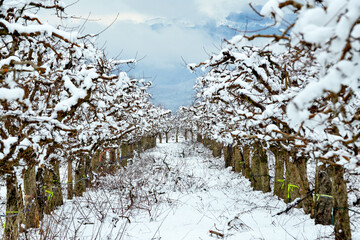 Fresh pruned apple orchard  in winter under the snow