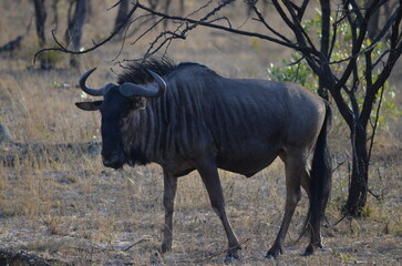 Parque Kruger South africa