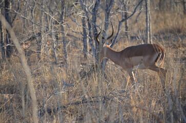 Parque Kruger South africa