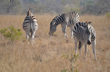Parque Kruger South africa
