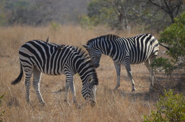 Obraz na płótnie Canvas Parque Kruger South africa