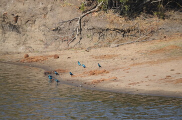 Parque Kruger South africa