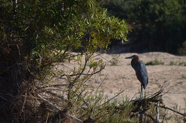 Parque Kruger South africa