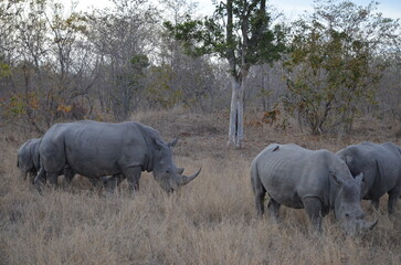 Parque Kruger South africa