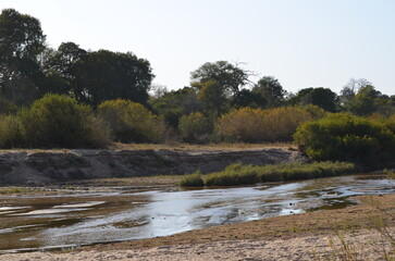 Obraz premium Parque Kruger South africa