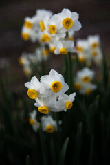 水仙の花
