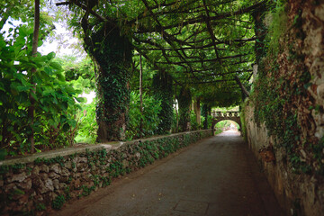 Road through the park with a beautiful tree cover