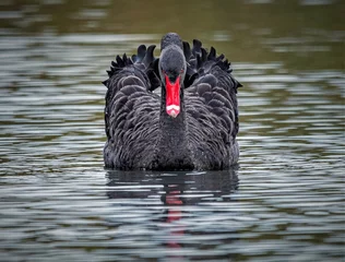 Schilderijen op glas black swan on the lake © Chris