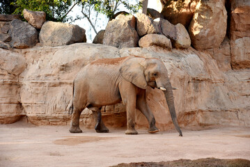 Elephant on the background of huge stones in the rock in Equatorial Africa. African elephant in rainforest. Landscape and fauna with Savannah elephant. Family of elephants in the wild. Mammal animals.