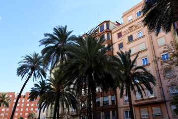 Fototapeta na wymiar Palm tree in the city against the background of residential buildings. City landscape with palm trees. Urban palms in Valencia, Spain. Palm trees on the background of houses in the town.