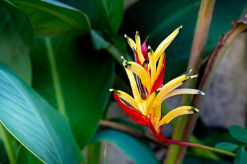 Obraz premium Claw flowers yellow and red color in garden. Green leaf background.