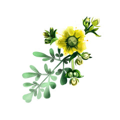Common rue ruta graveolens flowering plant isolated on white. Herb-of-grace, species of Ruta grown as an ornamental plant and as an herb. Ruta flower. Herbs and spices collection. Digital art - obrazy, fototapety, plakaty