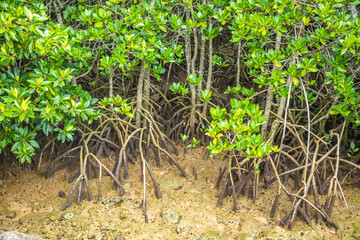 宮古島　 島尻マングローブ