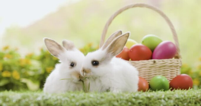 Lovely bunny easter fluffy baby rabbit with a basket full of colorful easter eggs on nature background. Symbol of easter festival.