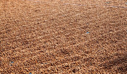 Pile of dried fresh hazelnuts in the garden	
