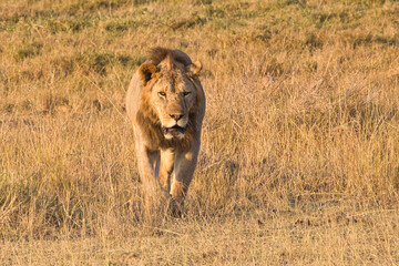 Lion, Panthera leo, in Amboseli National Park in Kenya.