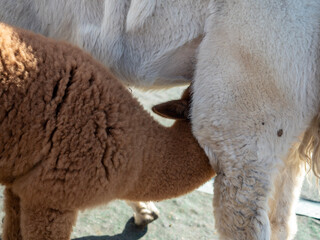 Naklejka na ściany i meble close up of a alpaca